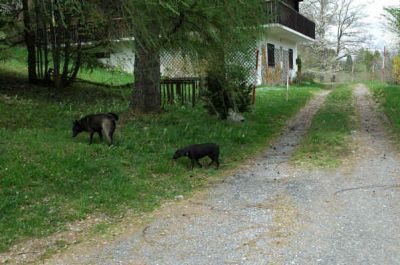 Cliquez pour voir l'image en taille réelle